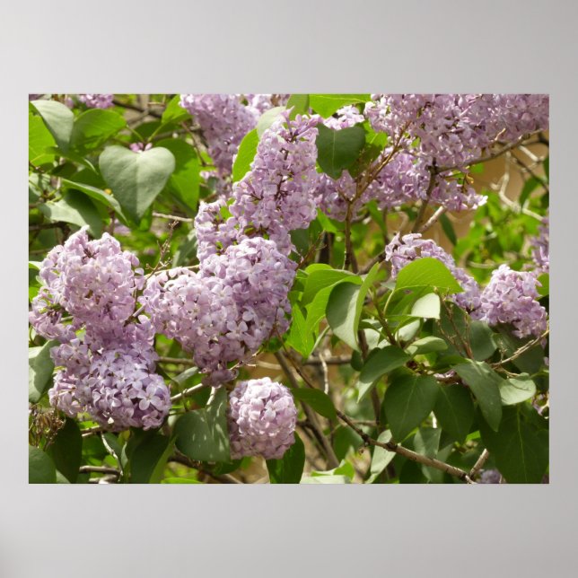 Lilac Bush Bevackra Lila Vår blommor Poster (Framsidan)