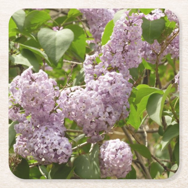 Lilac Bush Bevackra Lila Vår blommor Underlägg Papper Kvadrat (Framsidan)