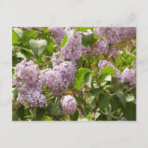 Lilac Bush Bevackra Lila Vår blommor Vykort
