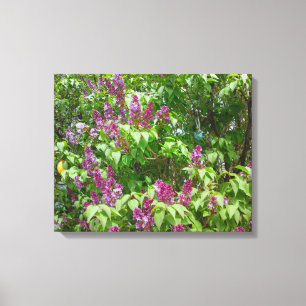 Lilac Bush Canvastryck