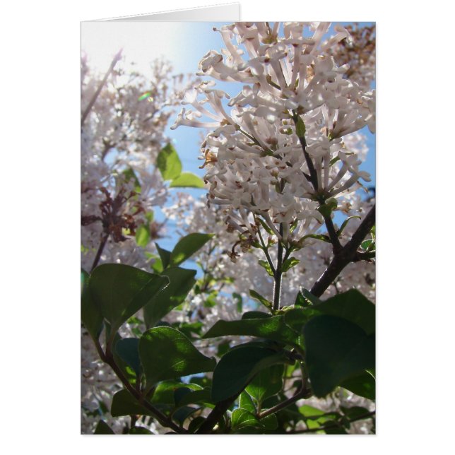 Lilac Bush Hälsningskort (Framsidan)