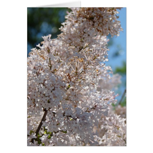 Lilac Bush Hälsningskort (Framsidan)