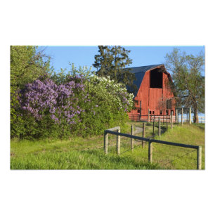 Lilac buskar i blomning och magpier i träd fototryck