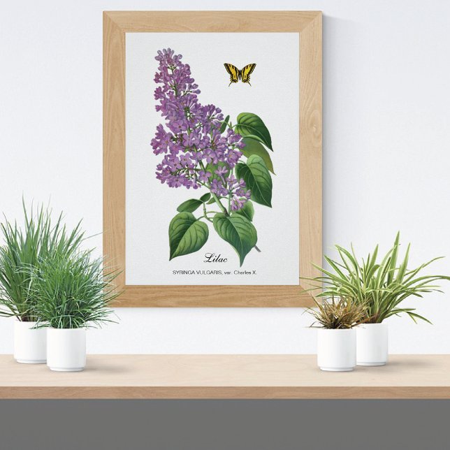 Lilac Butterfly Botanical Jean Bois Poster (Skapare uppladdad)
