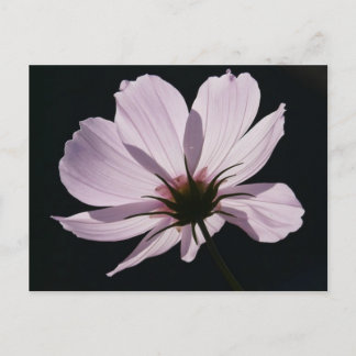 Lilac Cosmea Flower vycard Vykort