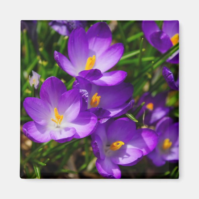 Lilac Crocuses Magnet (Framsidan)