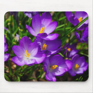 Lilac Crocuses Musmatta