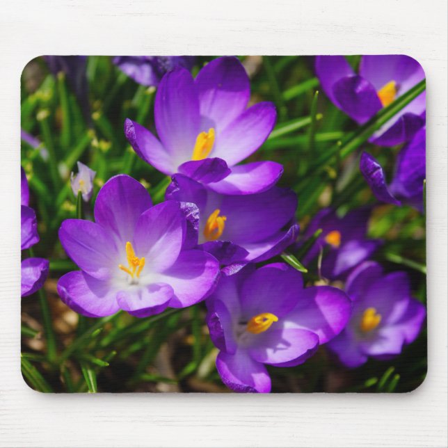 Lilac Crocuses Musmatta (Framsidan)