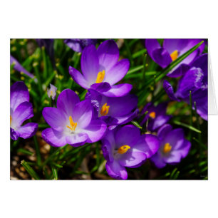 Lilac Crocuses OBS Kort