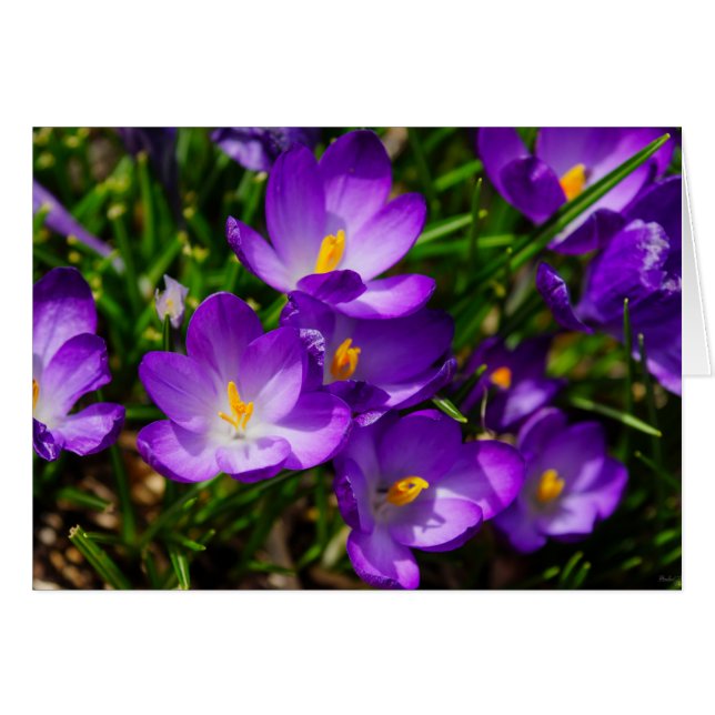 Lilac Crocuses OBS Kort (Framsidan Horizontal)