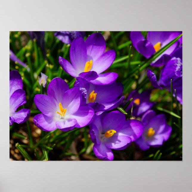 Lilac Crocuses Poster (Framsidan)