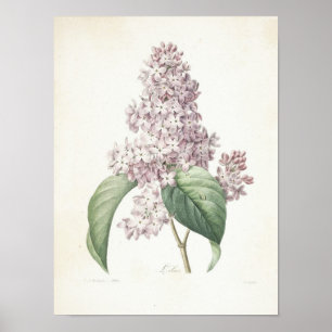 Lilac eller Lilas Poster