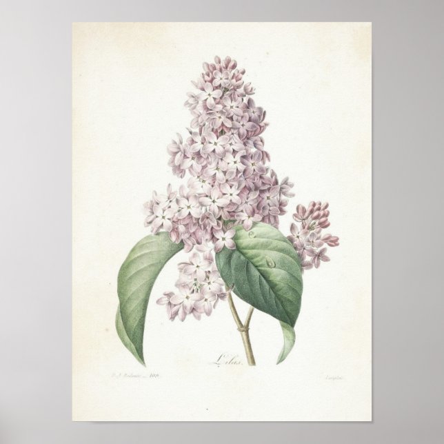Lilac eller Lilas Poster (Framsidan)