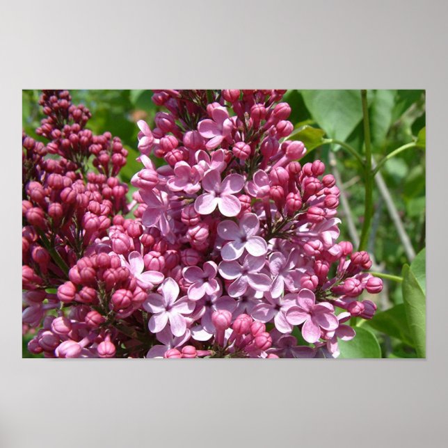 Lilac Festival Poster (Framsidan)