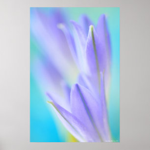 Lilac Flares Poster
