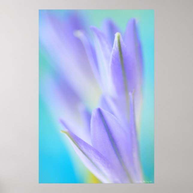 Lilac Flares Poster (Framsidan)