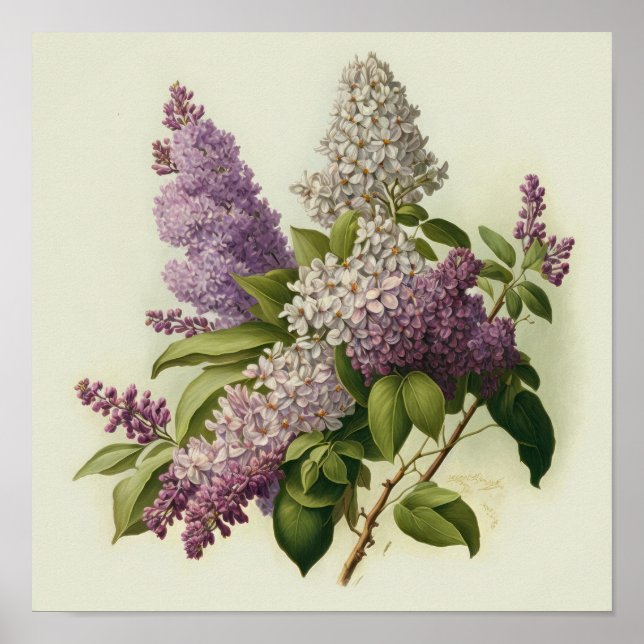 Lilac Flowers Art Print Poster (Framsidan)