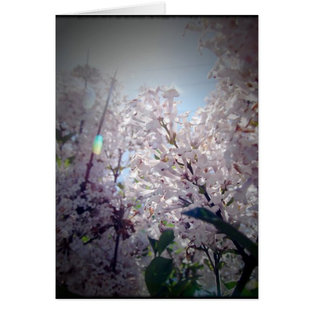Lilac Flowers Hälsningskort (Framsidan)