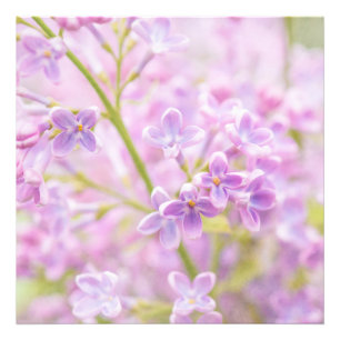 Lilac Flowers Mist Fototryck