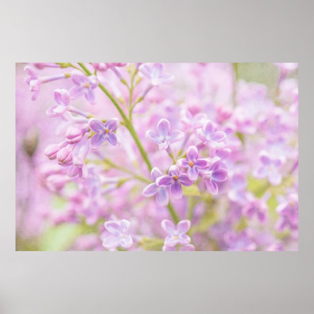Lilac Flowers Mist Poster (Framsidan)