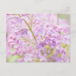 Lilac Flowers Mist Vykort