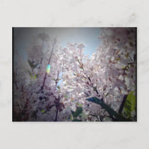 Lilac Flowers Vykort