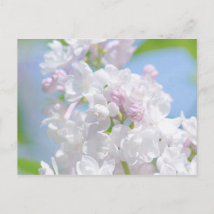 Lilac Flowers Vykort