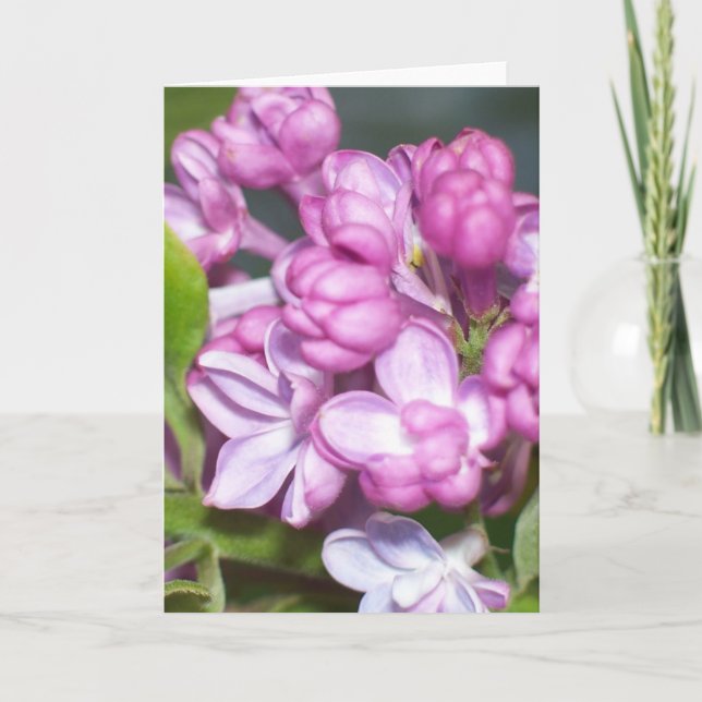 Lilac-gratulationskort Kort (Framsida)