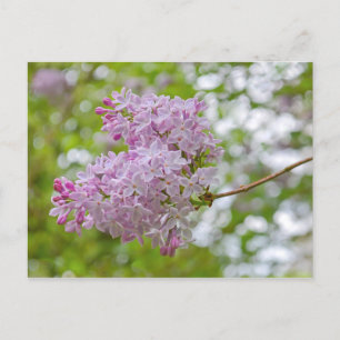 Lilac Gren med Bokeh Postcard Vykort