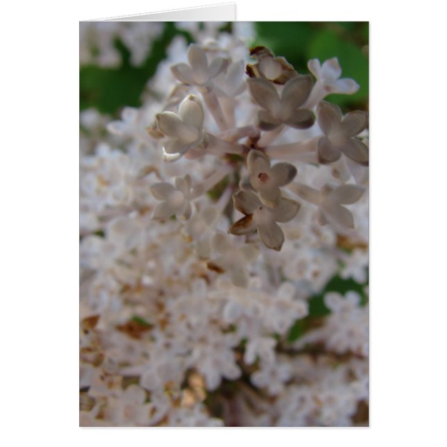 Lilac Hälsningskort (Framsidan)