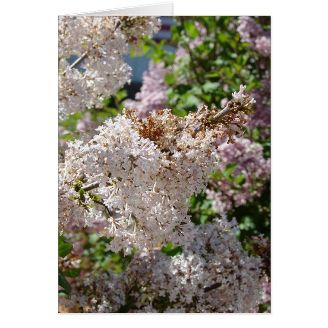 Lilac Hälsningskort (Framsidan)