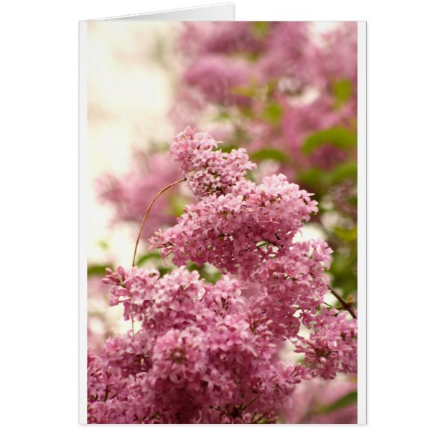 Lilac Hälsningskort (Framsidan)