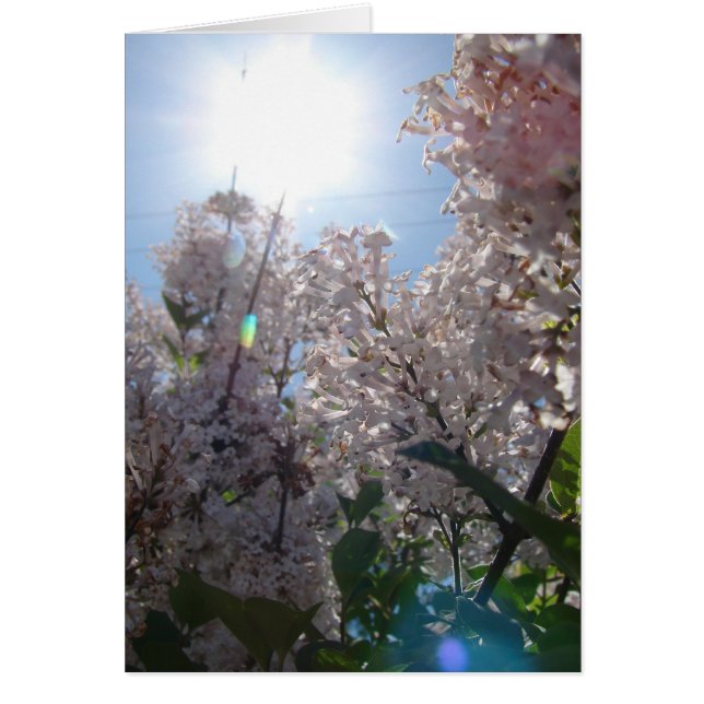 Lilac Hälsningskort (Framsidan)