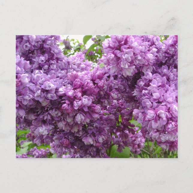 Lilac i Bloom Vykort (Framsida)