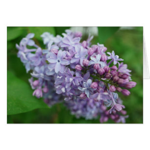 Lilac Kärlek OBS Kort