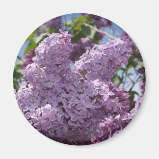 Lilac-kluster Magnet