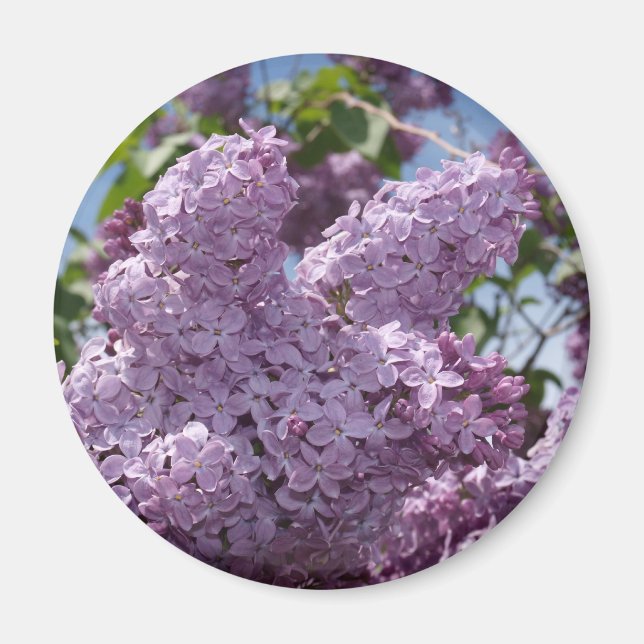 Lilac-kluster Magnet (Framsidan)