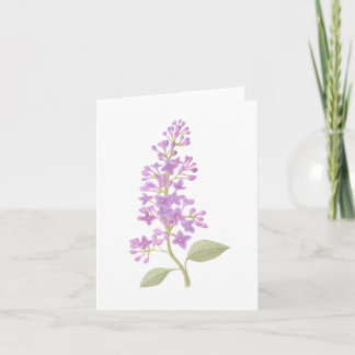 Lilac Kort