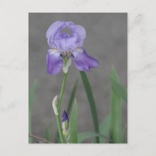 Lilac Lila Iris Blooming in Garden Box Vykort