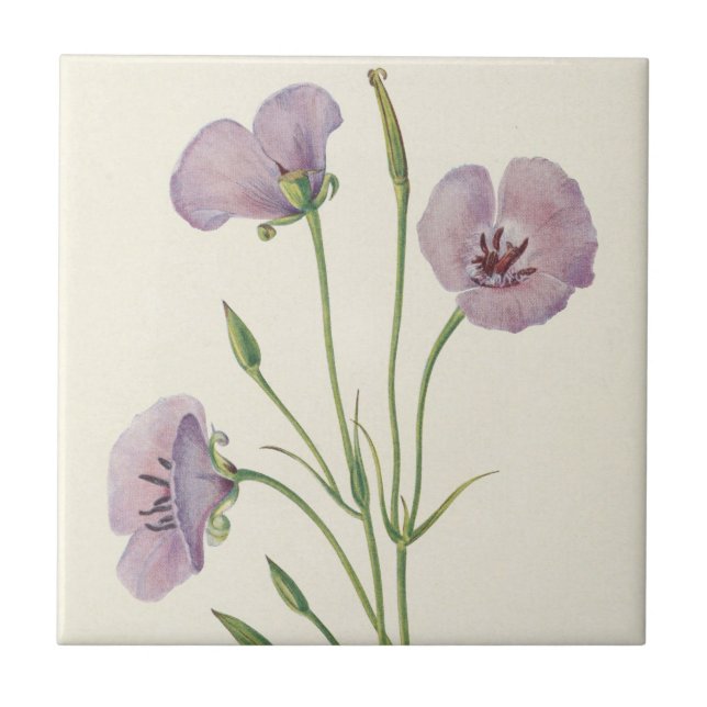 Lilac Mariposa av Mary Vaux Walcott Kakelplatta (Framsidan)