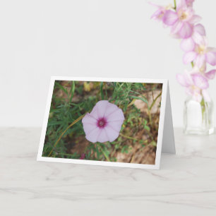 Lilac Morning Glory, Mallow Bindweed Wildblomma Kort
