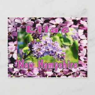 Lilac - NH-statens blomma Vykort