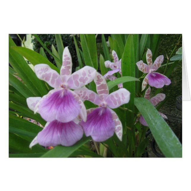 Lilac och White Orchids Card Hälsningskort (Framsidan Horizontal)