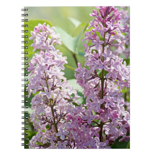 Lilac P5390 bärbar dator Anteckningsbok (Framsidan)