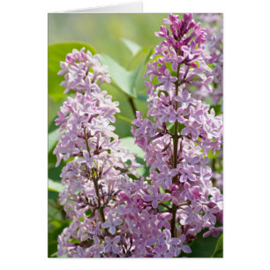 Lilac P5390-kort Hälsningskort