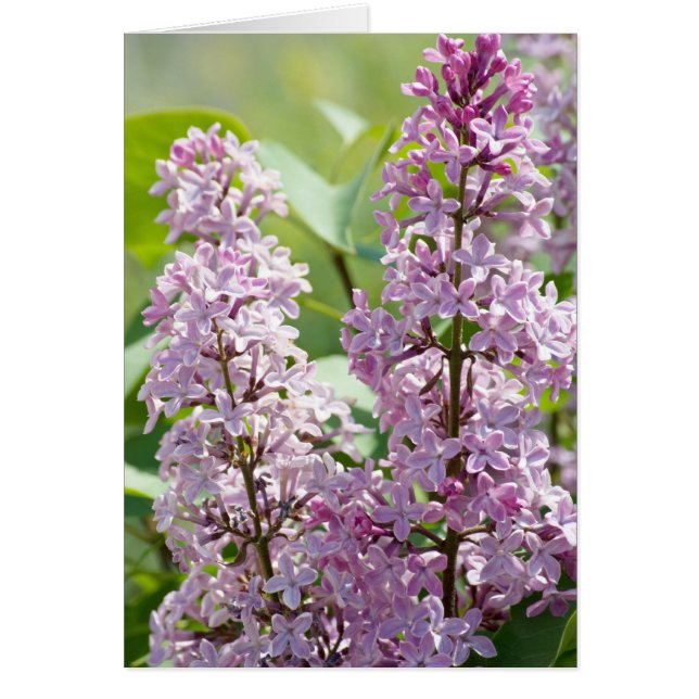 Lilac P5390-kort Hälsningskort (Framsidan)