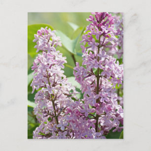 Lilac P5390-vykort Vykort