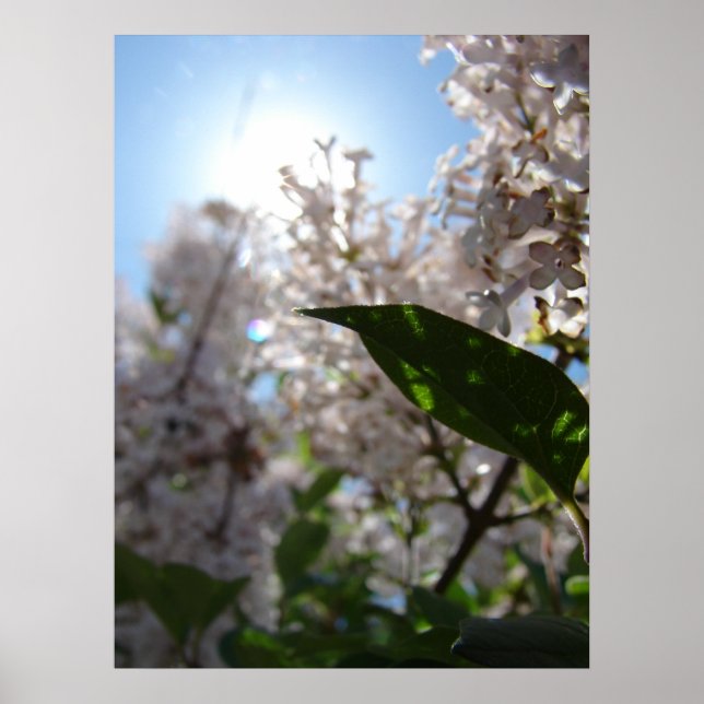 Lilac Poster (Framsidan)