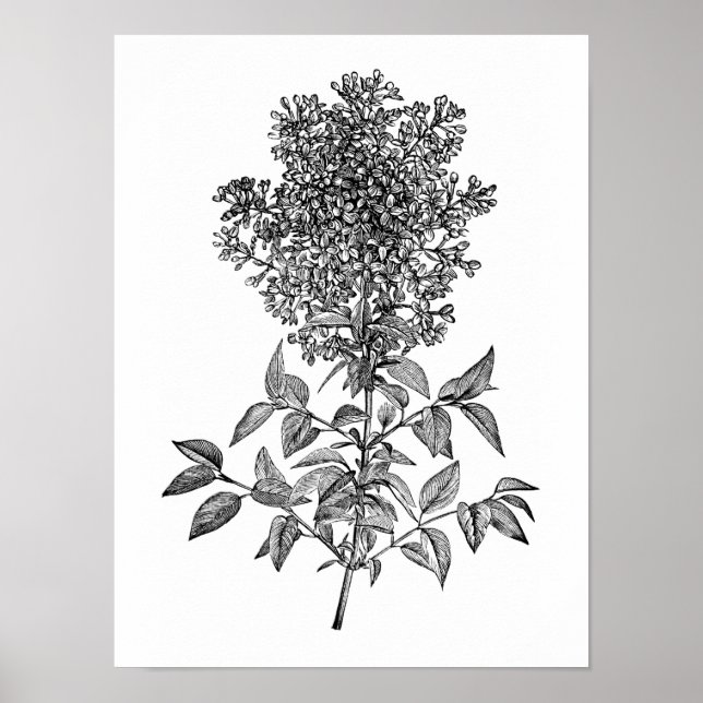 Lilac Poster (Framsidan)