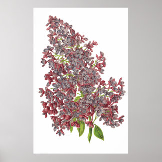Lilac PREMIUM BOTANICAL PRINT Poster